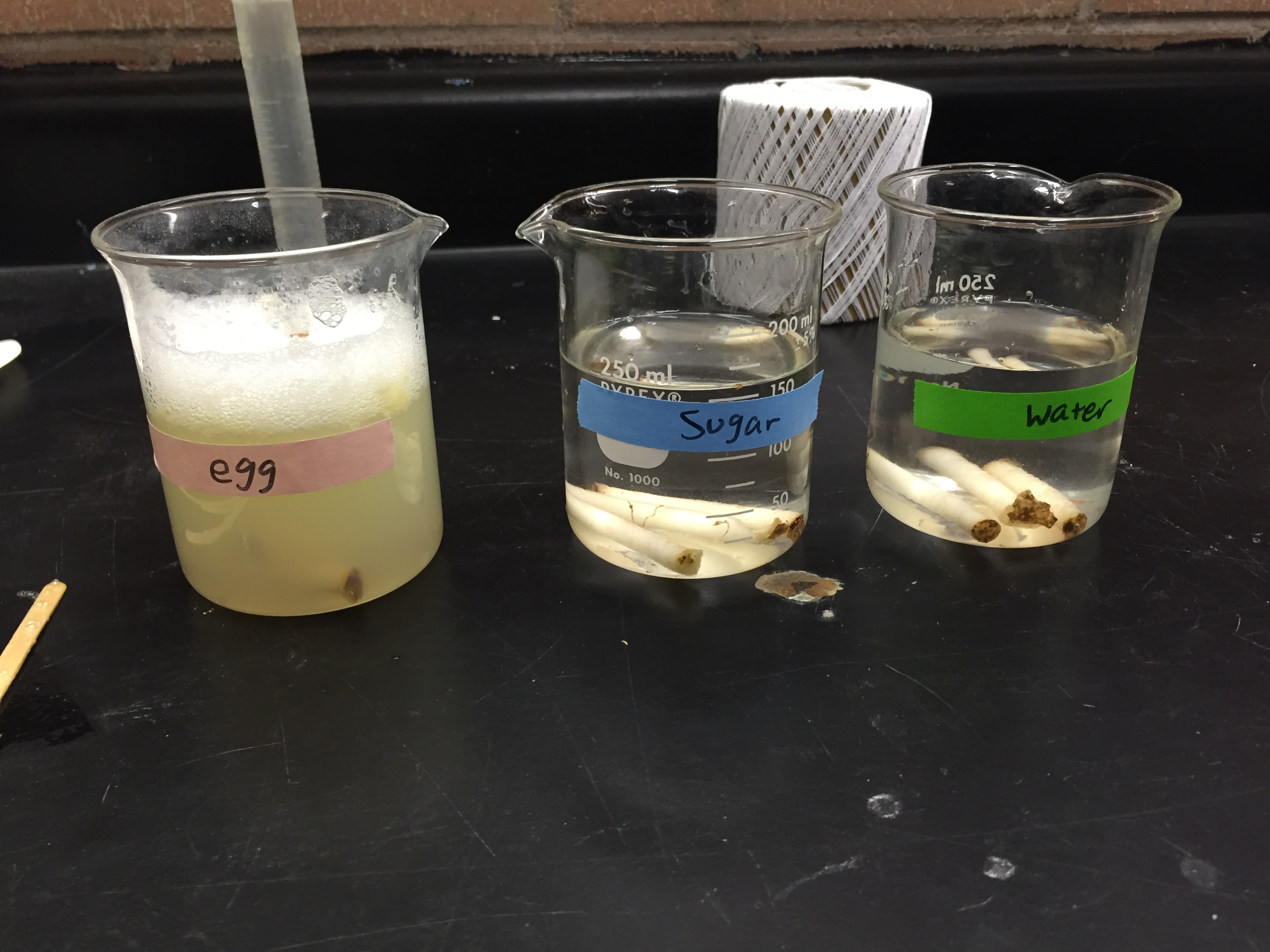 How do you do a lab for osmosis with potatoes?